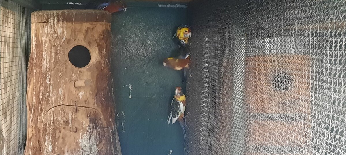 Prodám Rosela Penant straka - 4