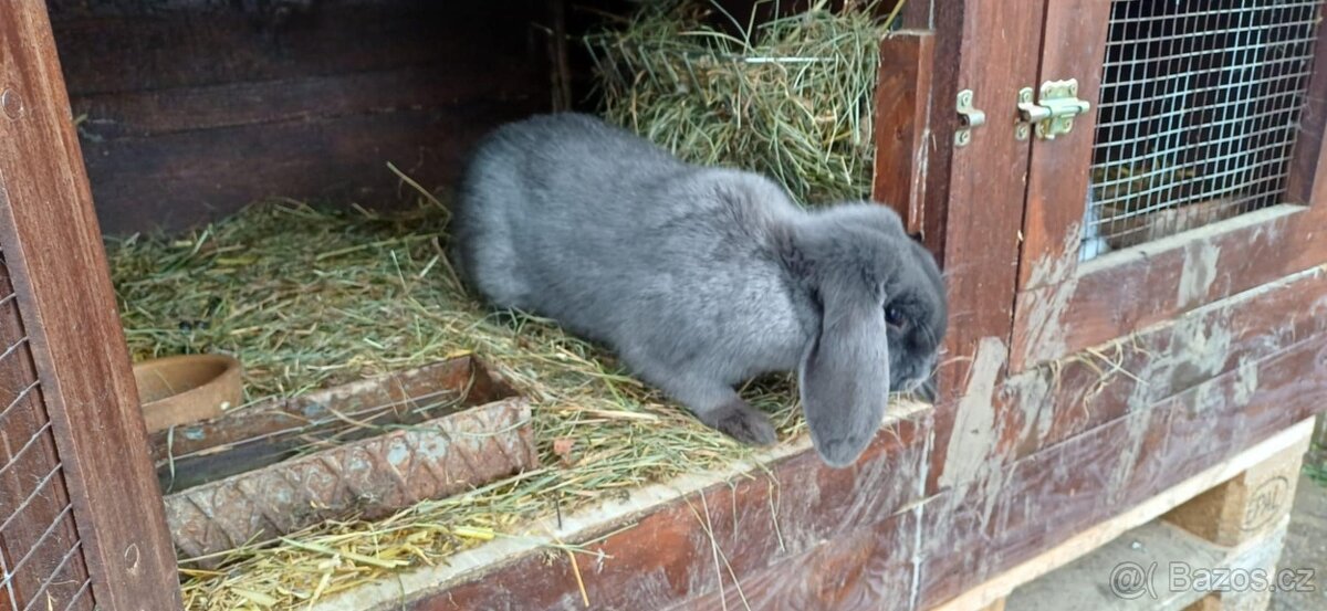 Zakrslý králíčci - 4