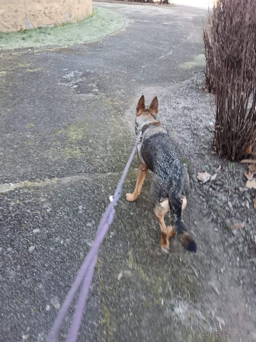 Daruji fenku německý ovčák kříženka - 4