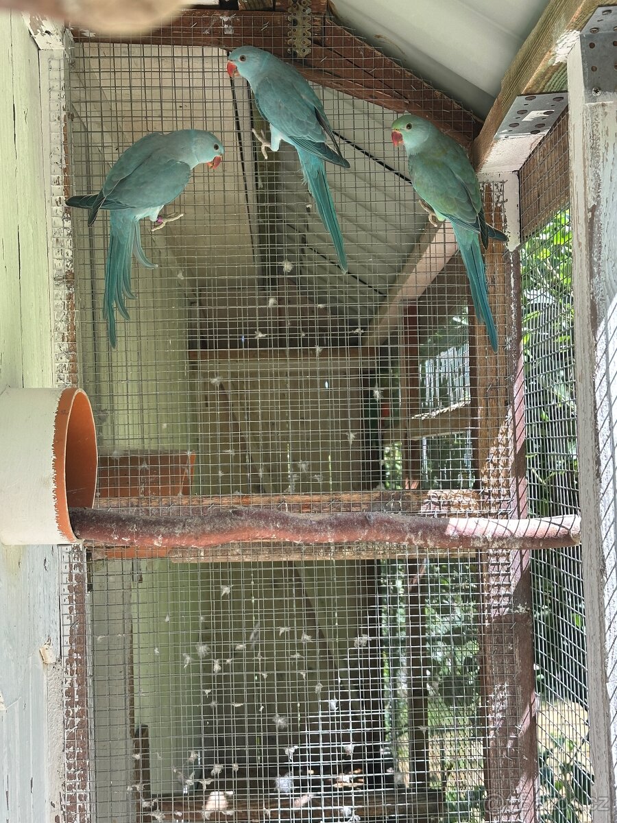 Alexandr malý/ho 2,2 - 4