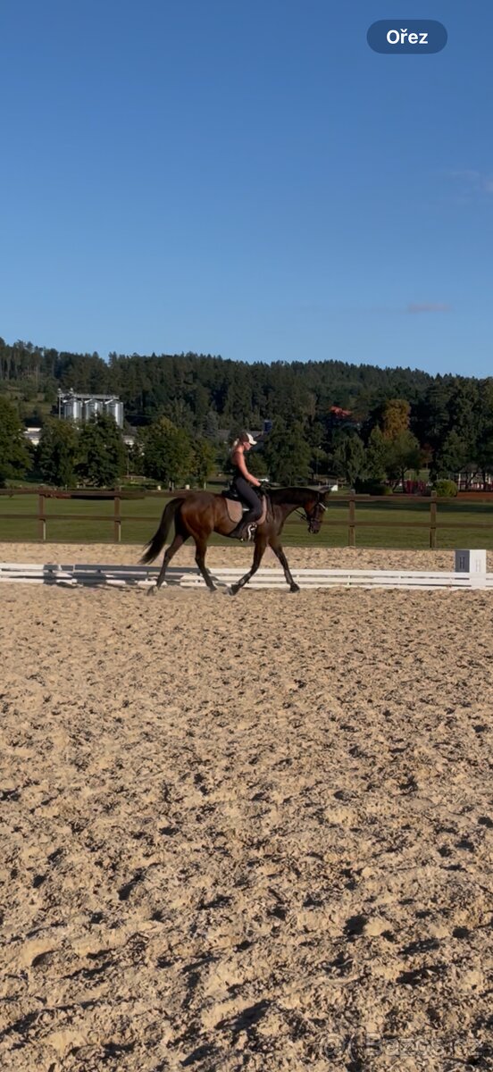 Prodám nadějnou A1/1 klisnu - 4