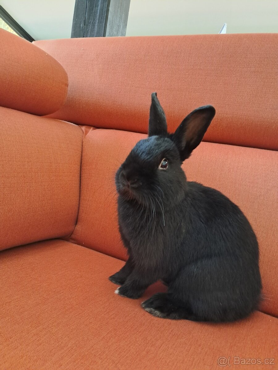 Prodám králíčka – kluka, spěchá - 4