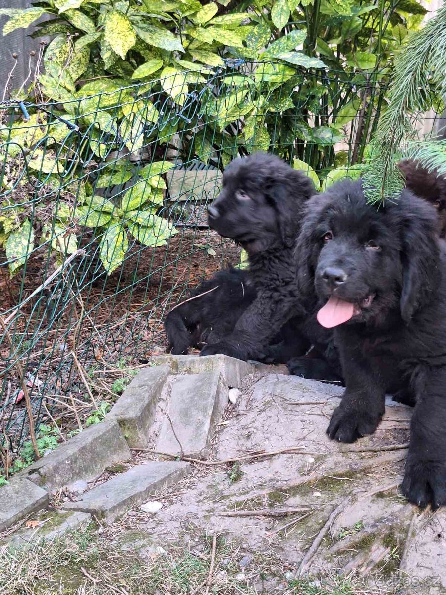 Novofundlandský pes - 4