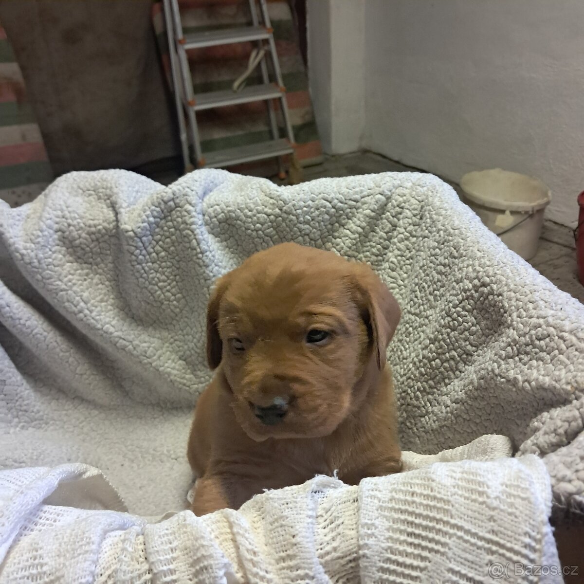 Labradorský retriever s PP - 4