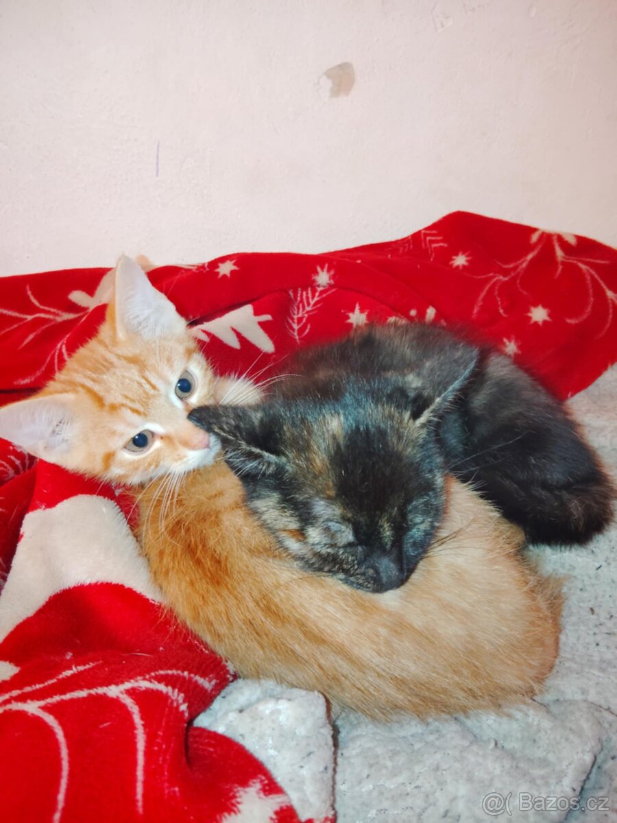 Darujeme 4měsíční koťata – hodná a naučená na WC - 4
