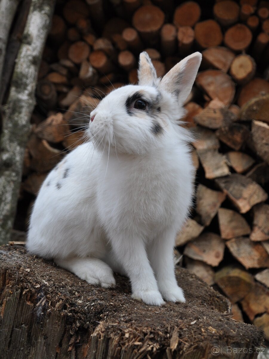 Králičí holčička - 4