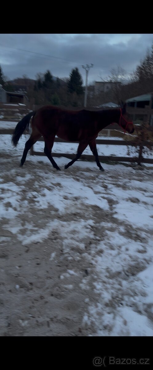 Hřebeček APH - 2024 - 4