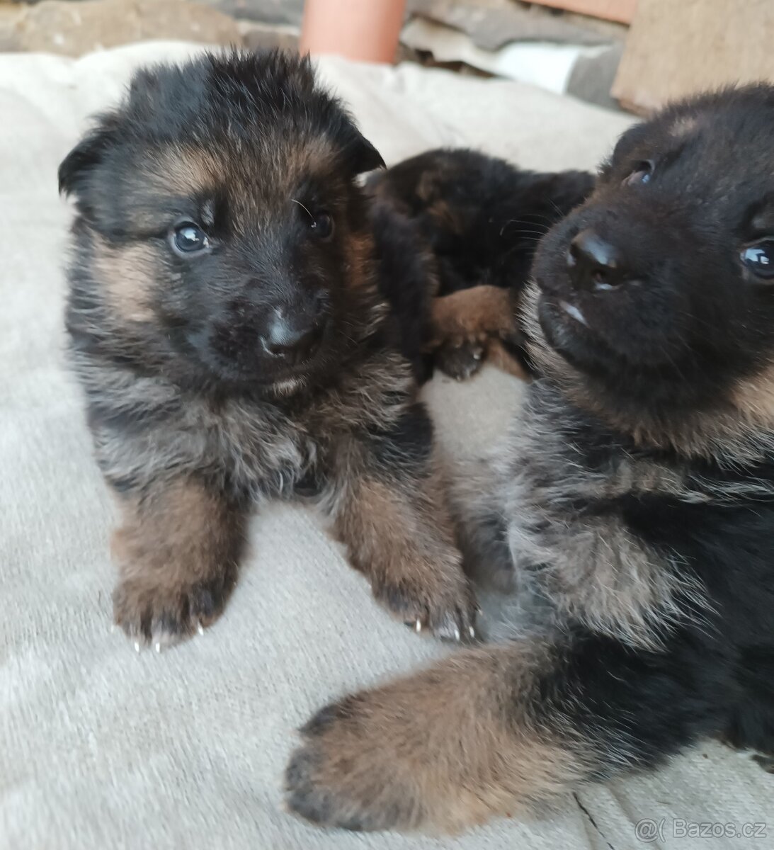 Německý ovčák s PP pejsek - 4