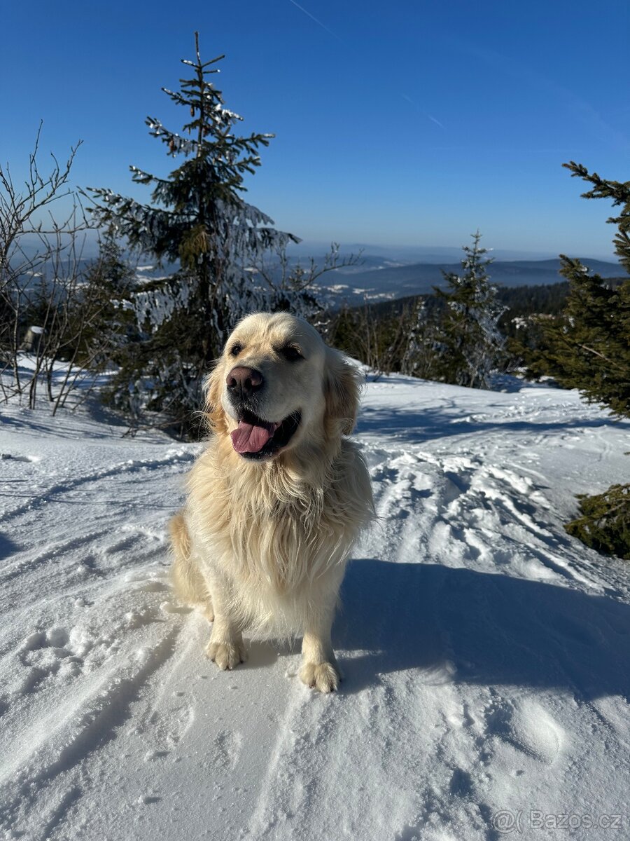 Zlatý retriever - 4