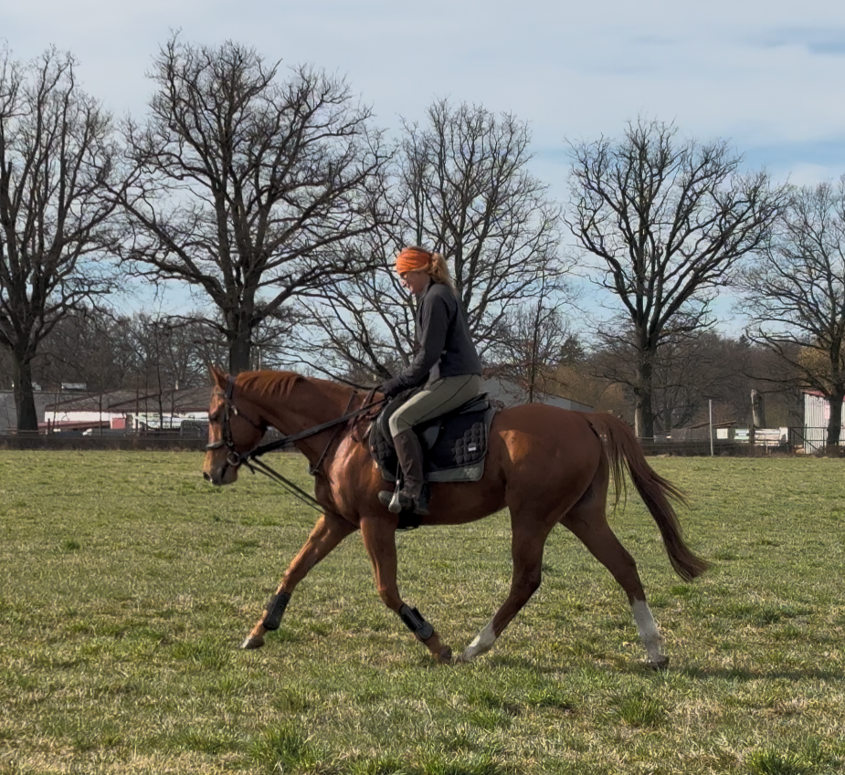 4letý valach A1/1 - 4