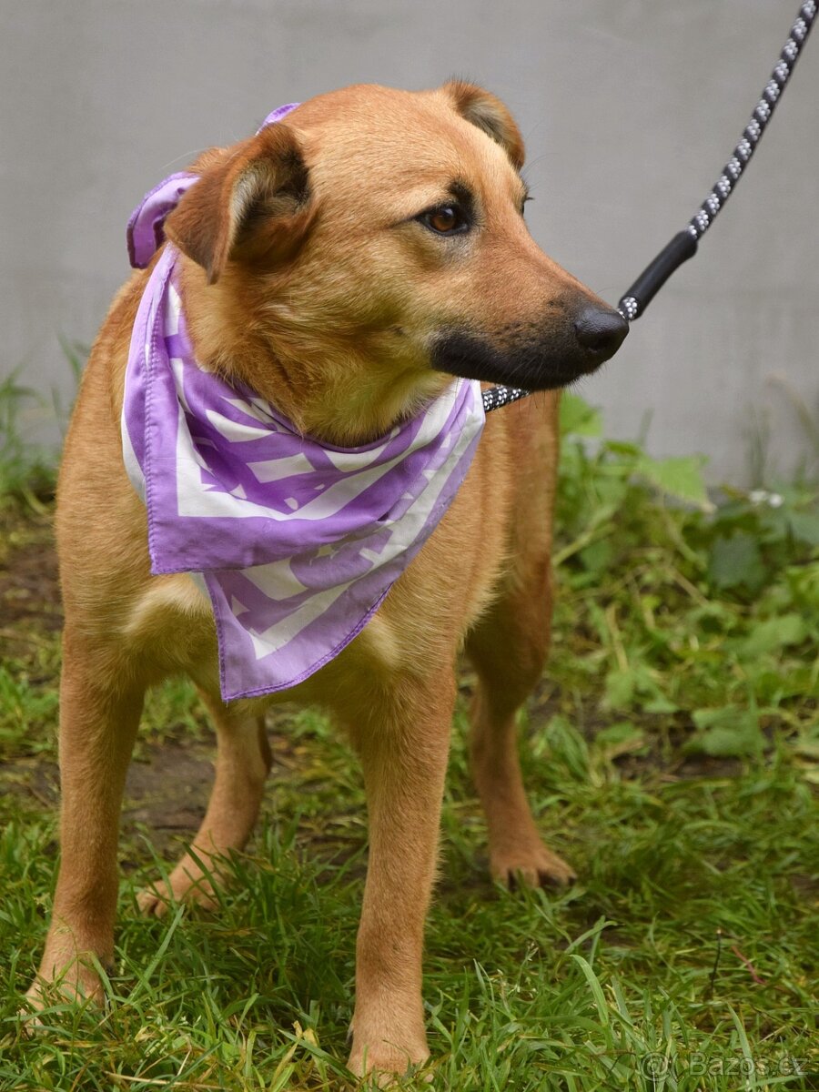 Bernarda – opatrná, citlivá fena, která potřebuje trpělivou - 4