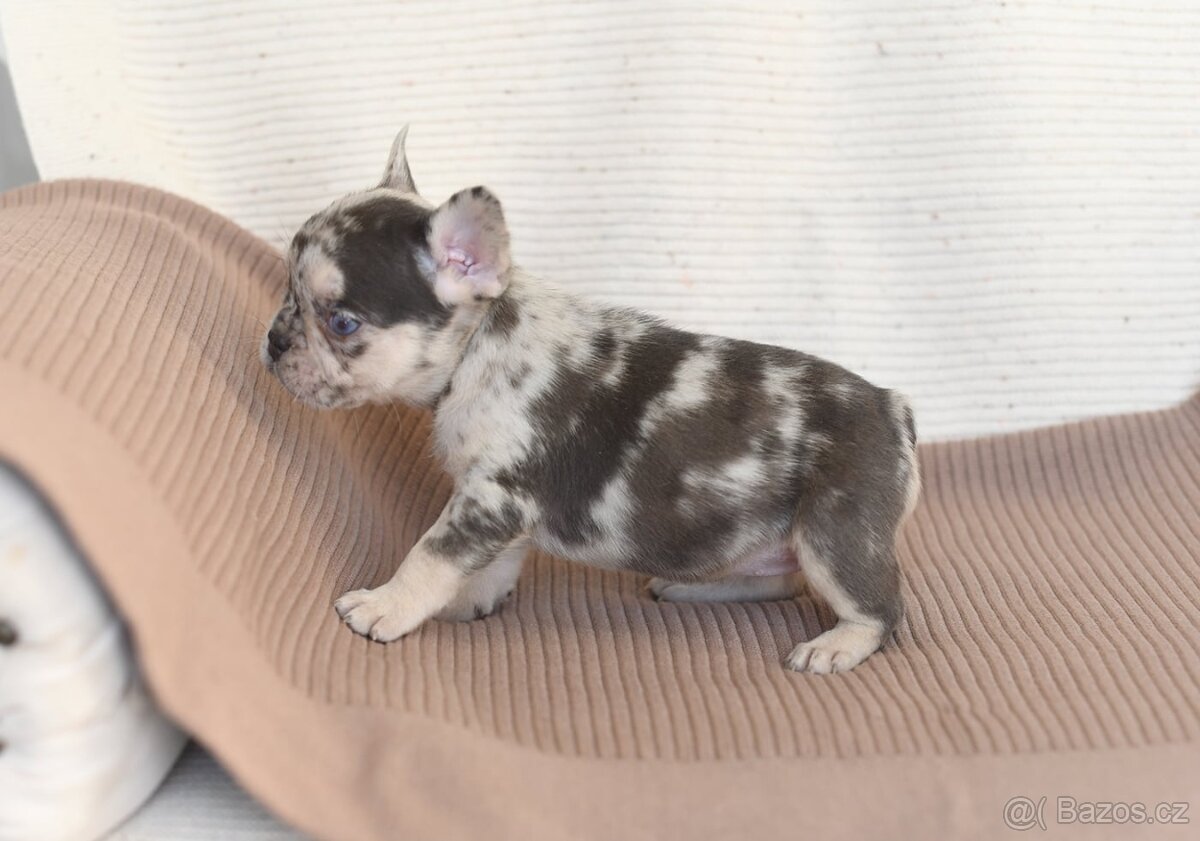 Francouzsky buldocek-ruzne barvy - 4