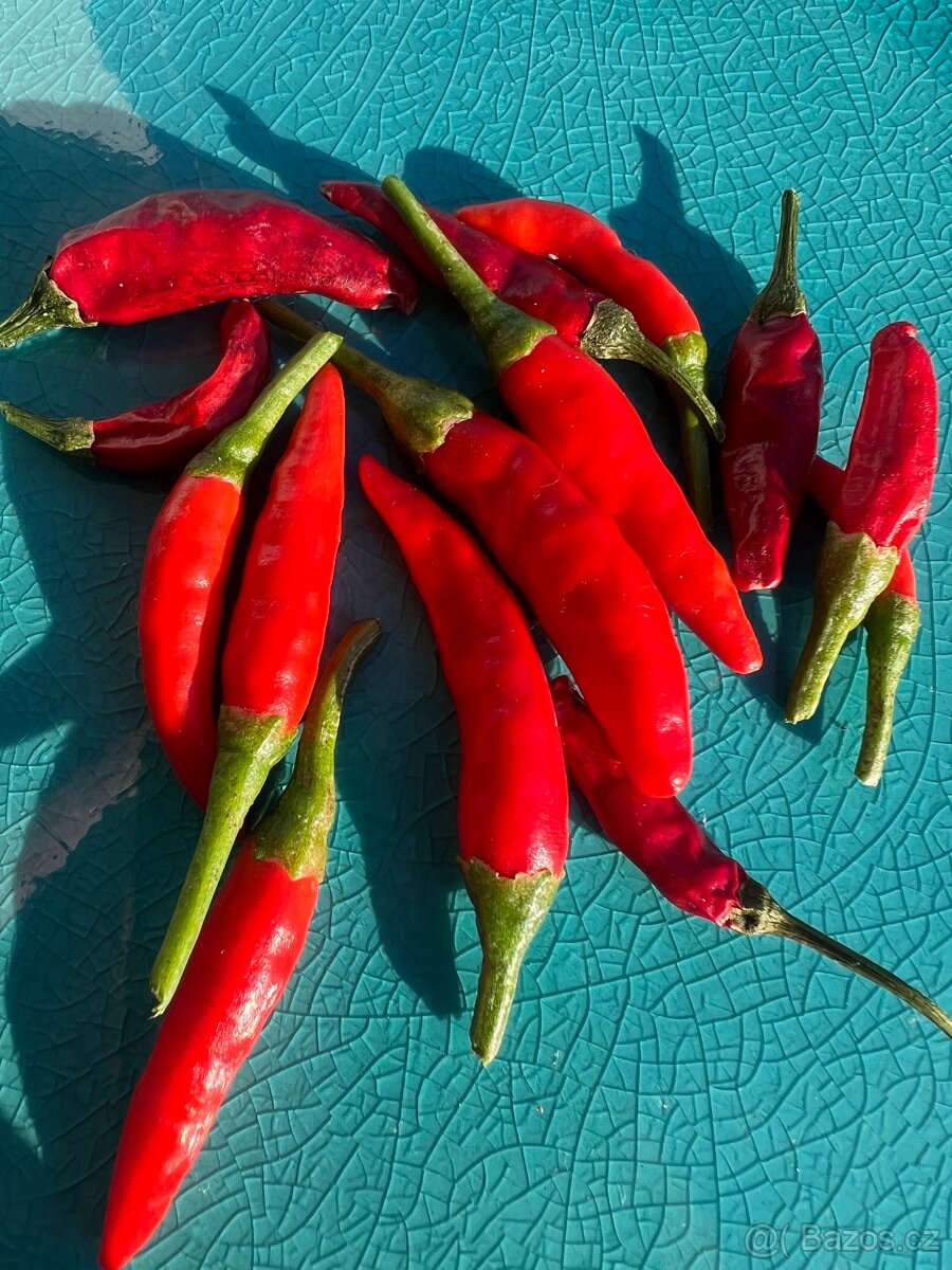 Sazenice chilli - 4