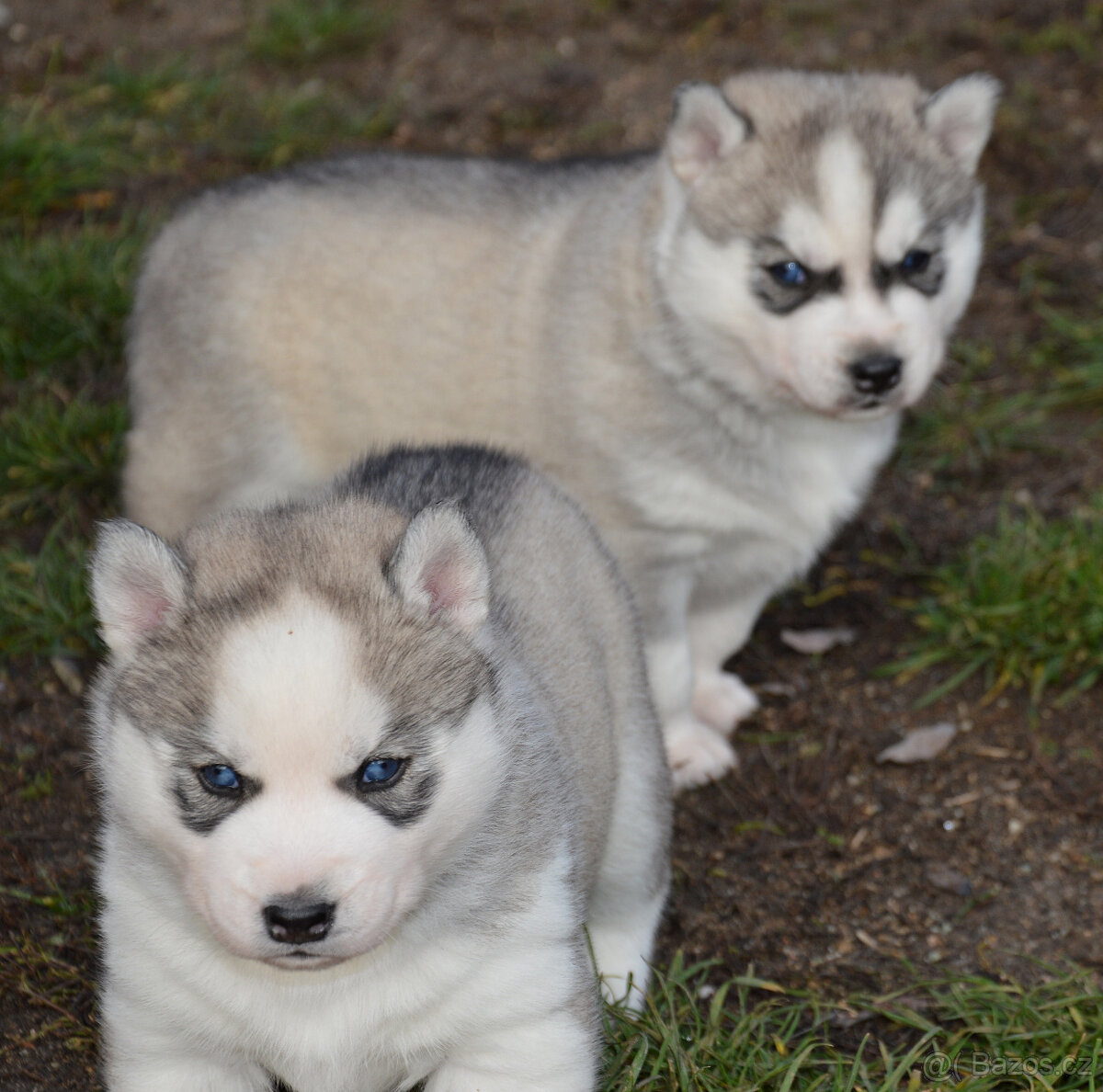 Sibiřský husky s PP - 4
