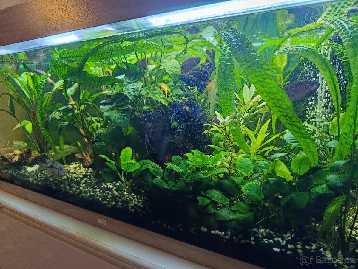 Prodám akvárium cca 200l - 4