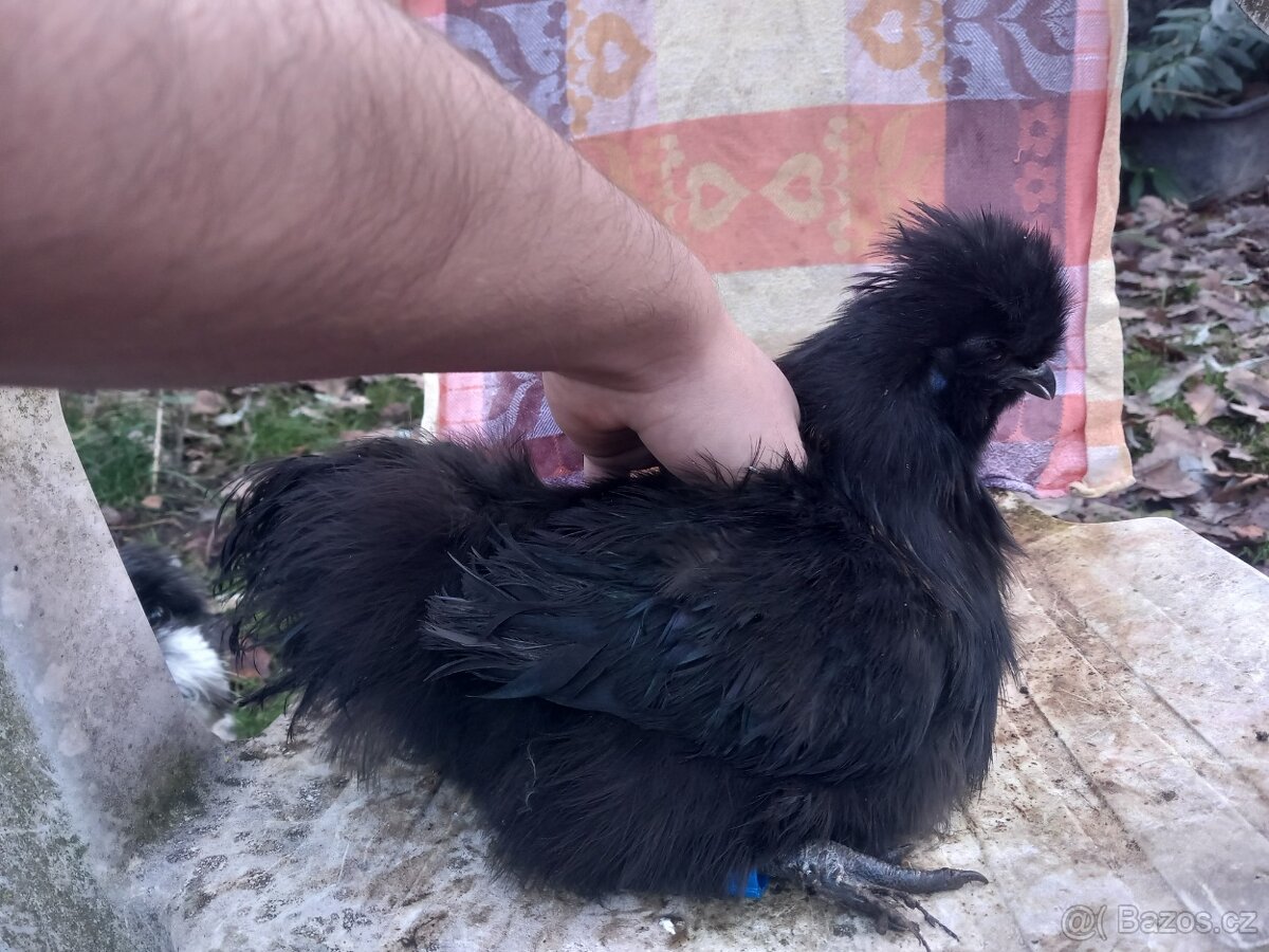 Kohouti hedvábničky zakrslé - 4