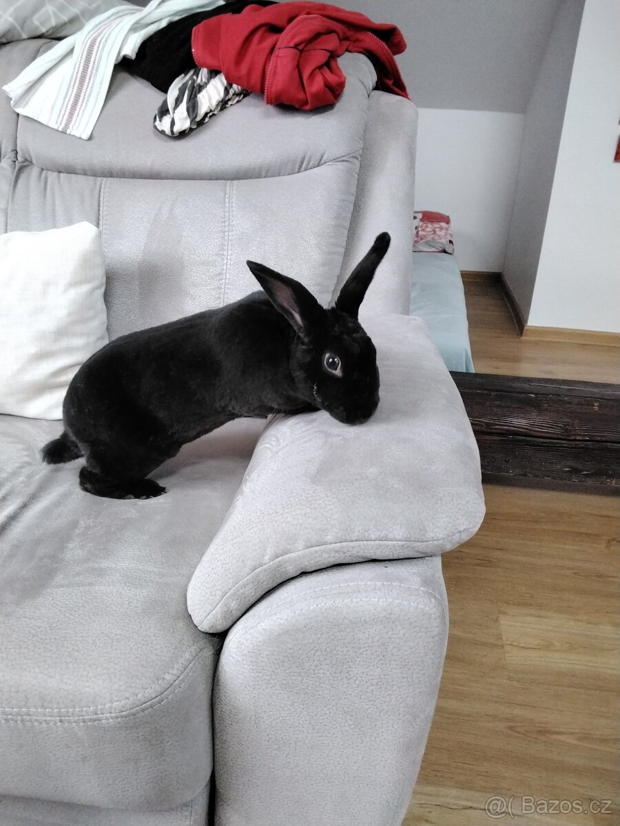 Daruji králíka do dobrých rukou - 4