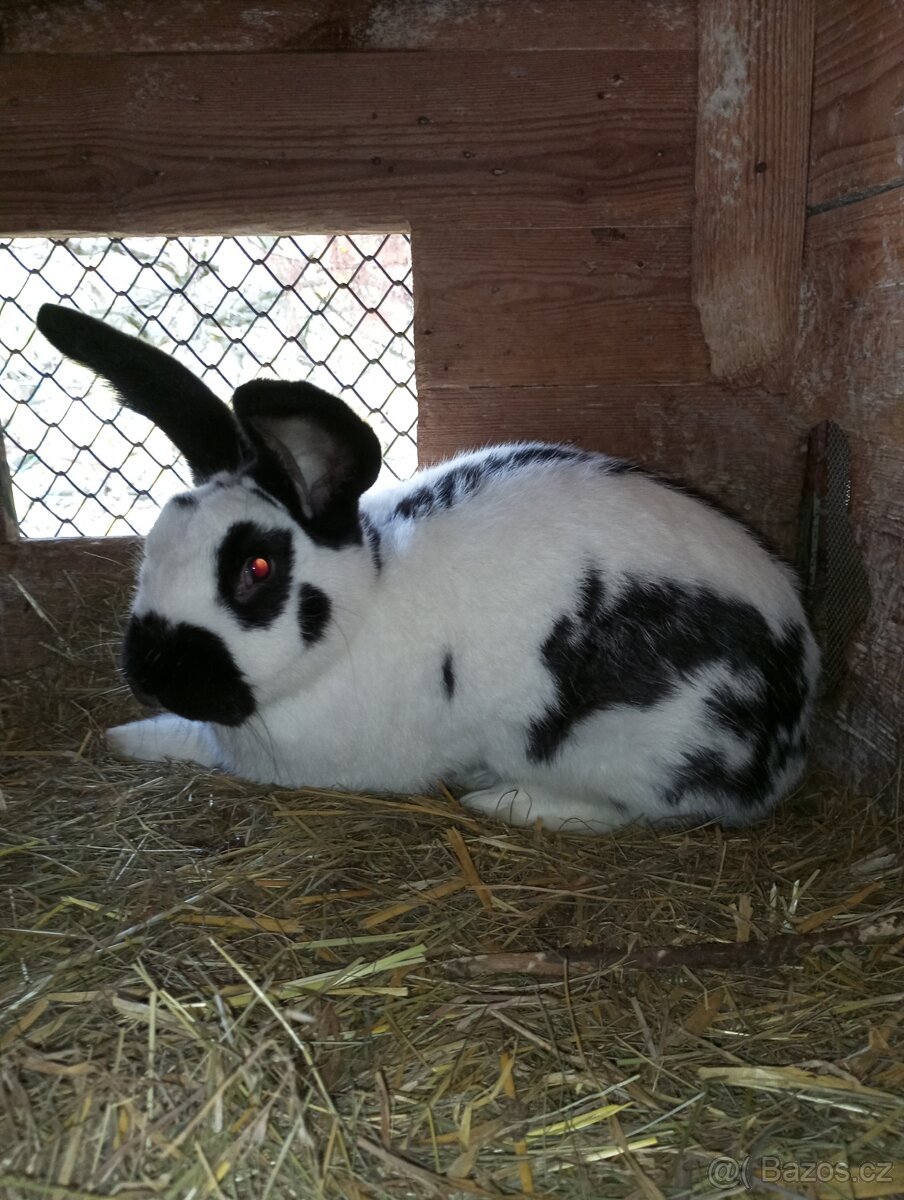 Samice i samci německý obrovitý strakáč a kříženci obrů - 4