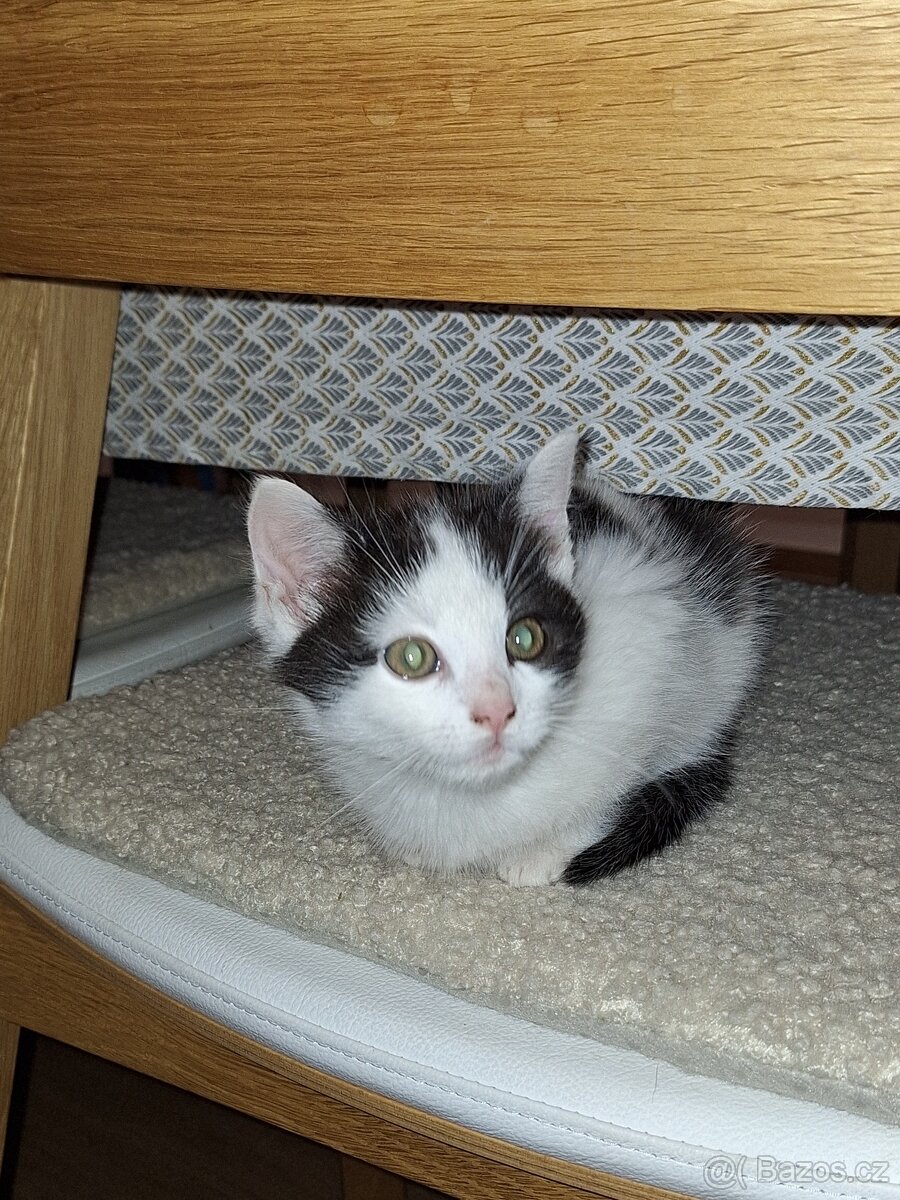 DARUJEME koťátka - 4