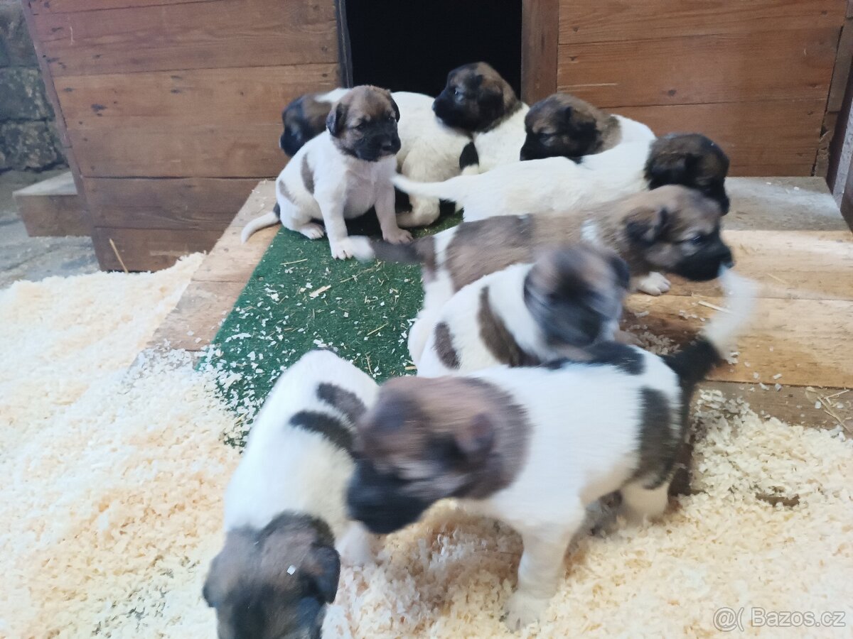 Český horský pes s PP FCI - 4