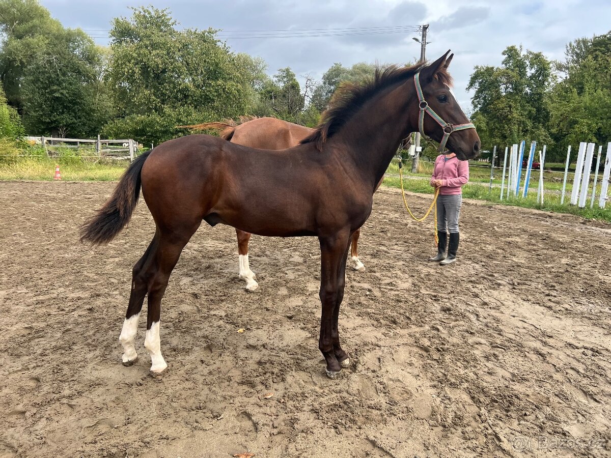 Letošní hřebeček po Christ - 4