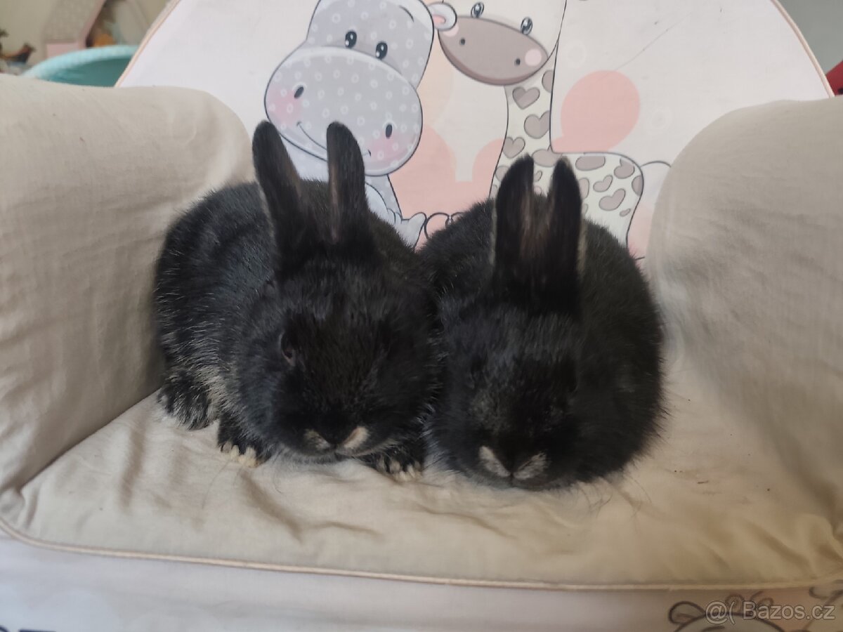 Zakrslý králík (rex x beránek) - 4