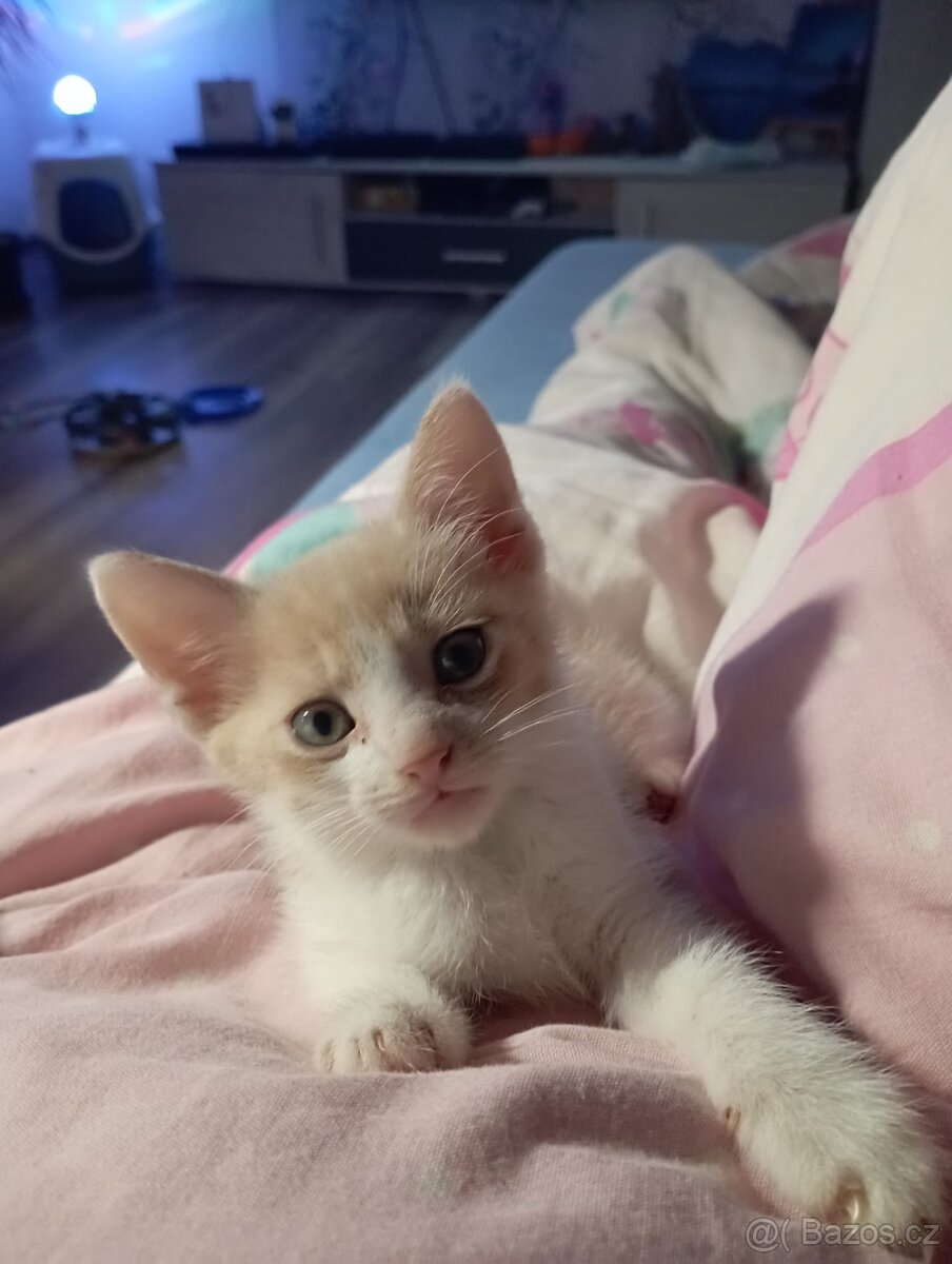 Koťátka zdarma - 4