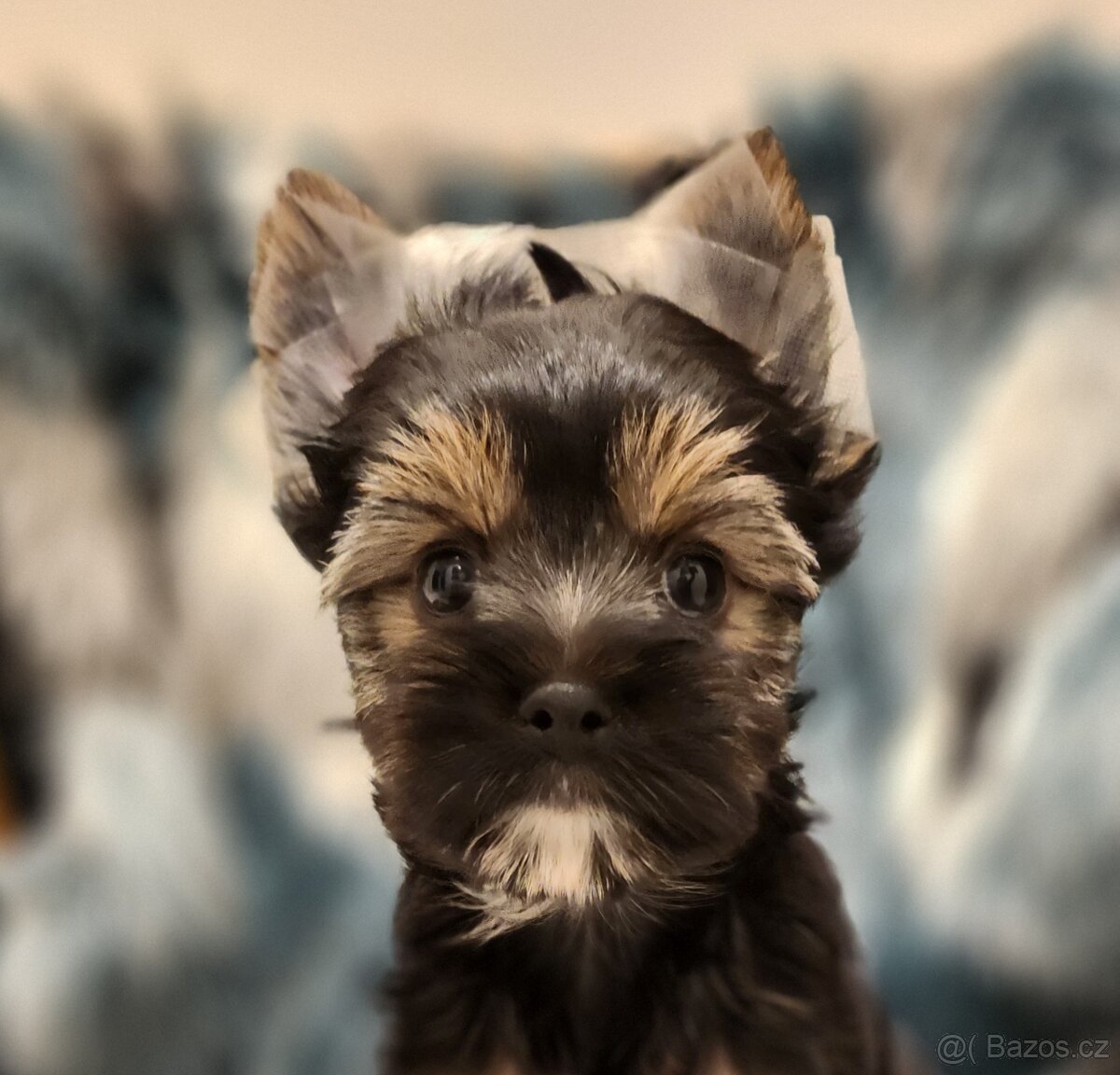 Jorkšírský teriér - 4