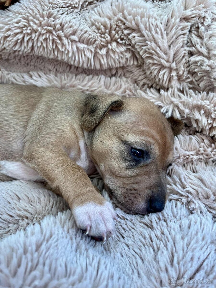 Štěňata kříženec Parson russel teriér - 4