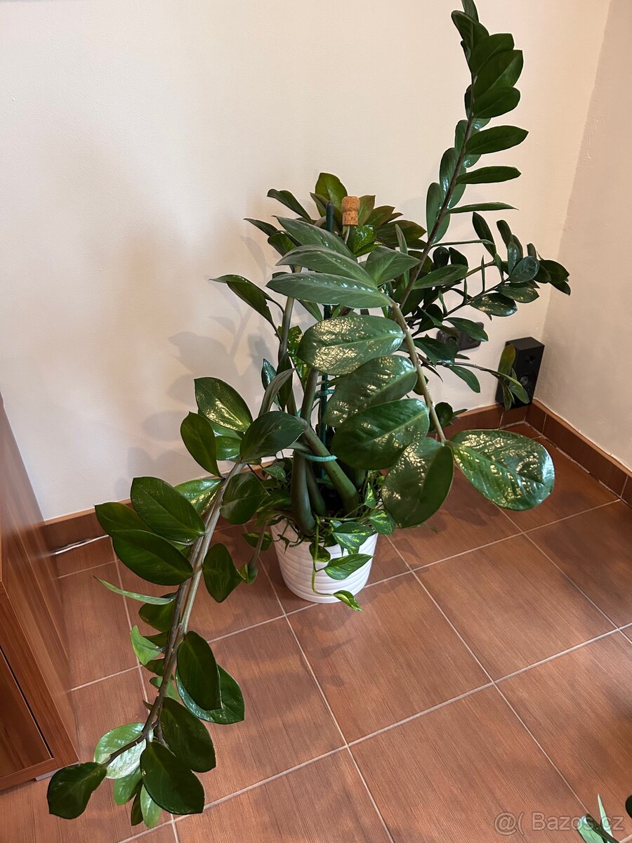 Zamioculcas 150cm Kulkas Zamiolistý sukulent zamiokulkas - 4