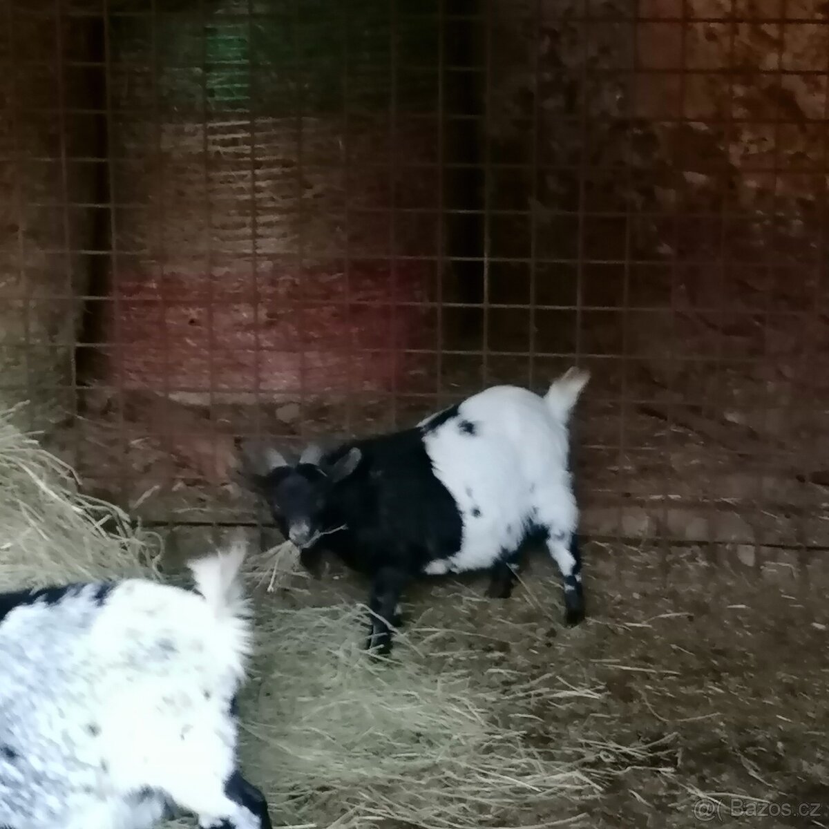 Holandské zakrslé kozy - 4