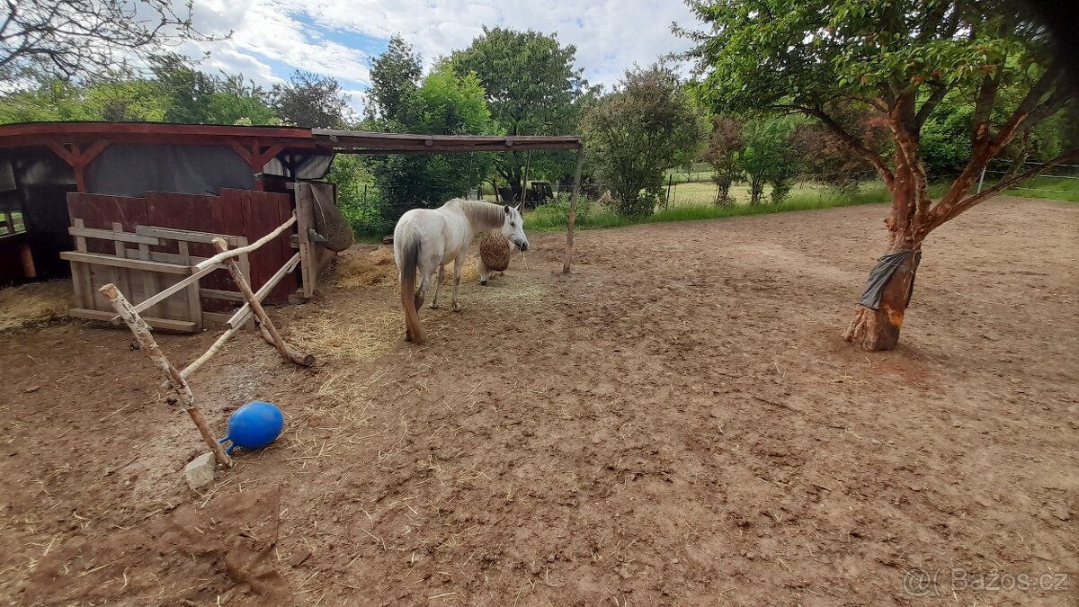 Nabídka ustájení 24/7 - 4