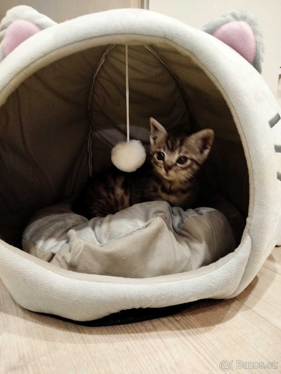 Daruji koťátka - 4