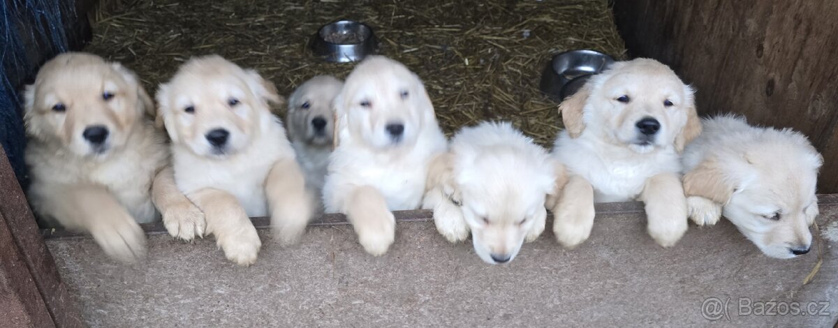 Štěňata Zlatý retrívr - 4