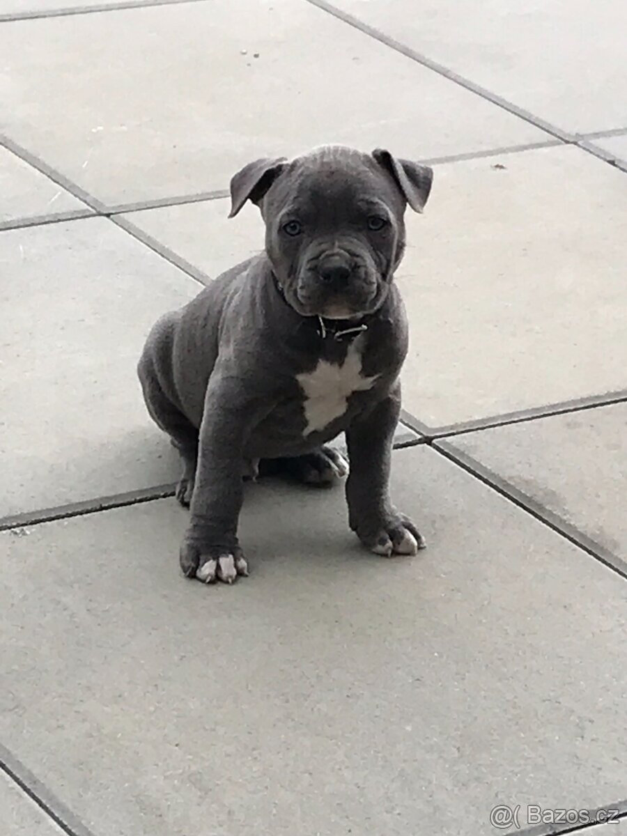 Americký Stafordšírský teriér, AST, Amstaf - KRYTÍ - 4