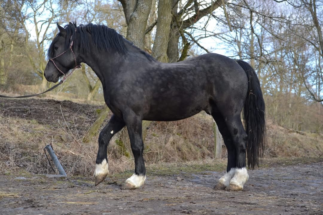 Welsh cob připouštění - 4