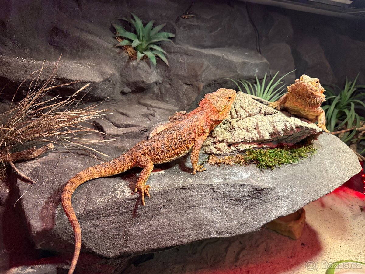 AGAMA VOUSATÁ DVĚ SAMIČKY - 4
