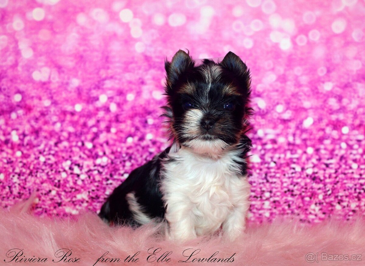 biewer terier s PP jorkšírský Fenka - 4