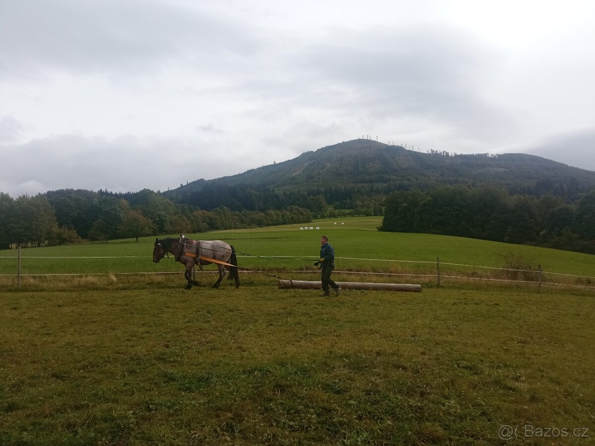 Prodám Slezského Norika - 4