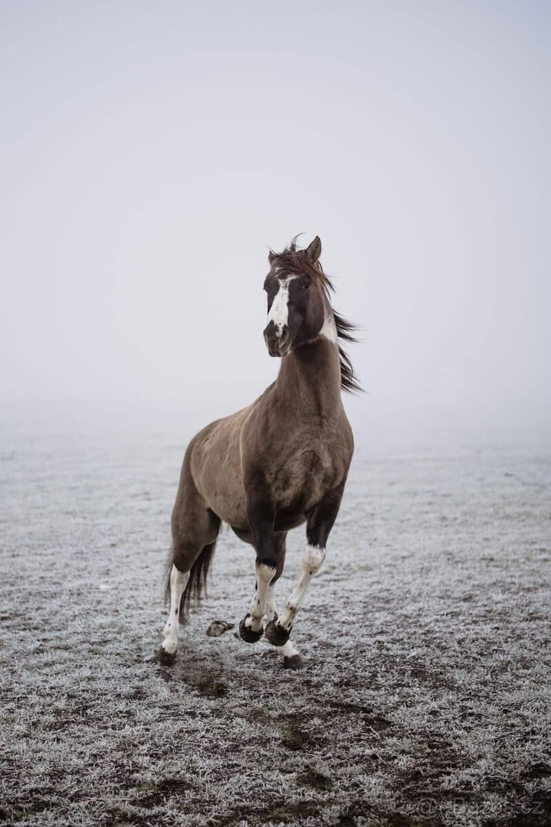 Apha žrebec pripustanie - 4