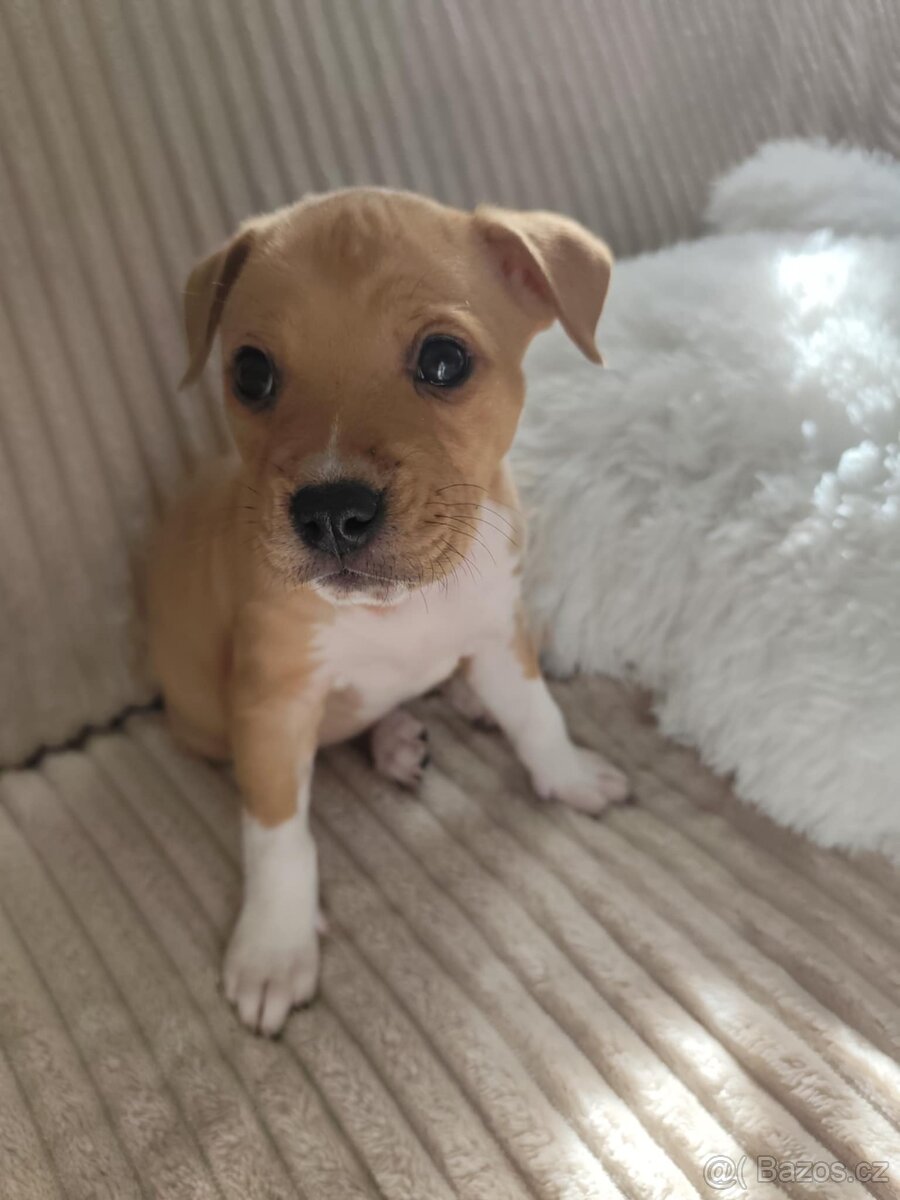 Americký Stafordšírský Teriér - 4