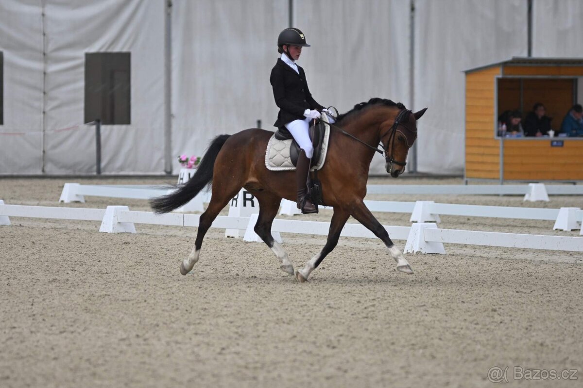 FEI Drezurní pony valach - 4