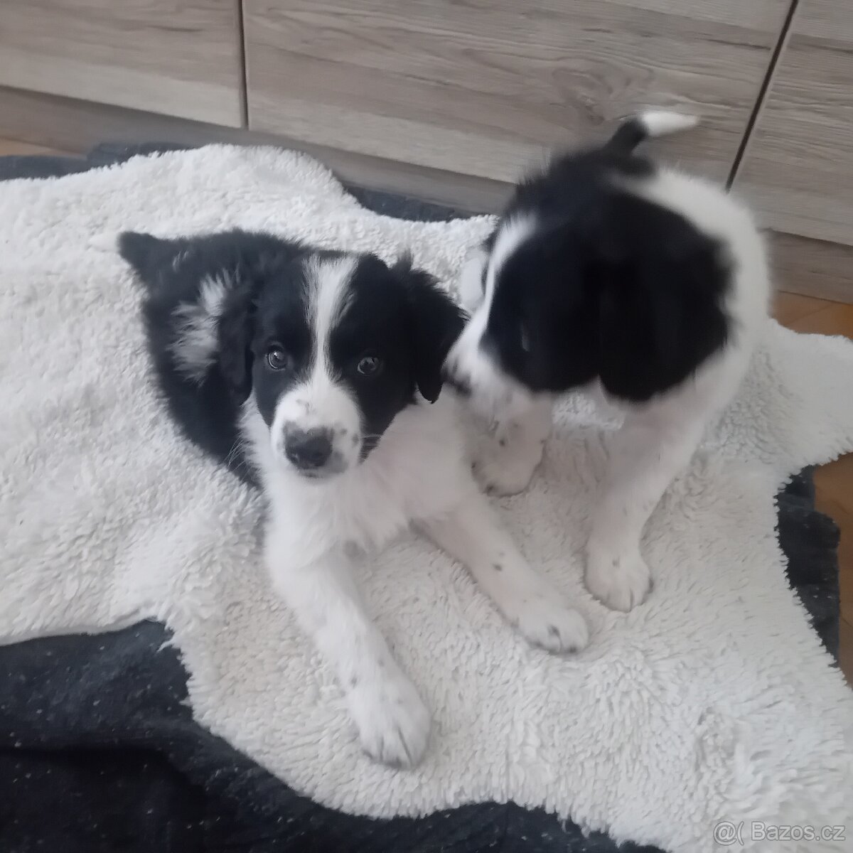 Border kolie štěňátka - 4
