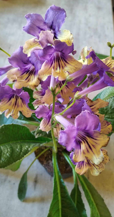 Streptocarpus - tořivka - 4