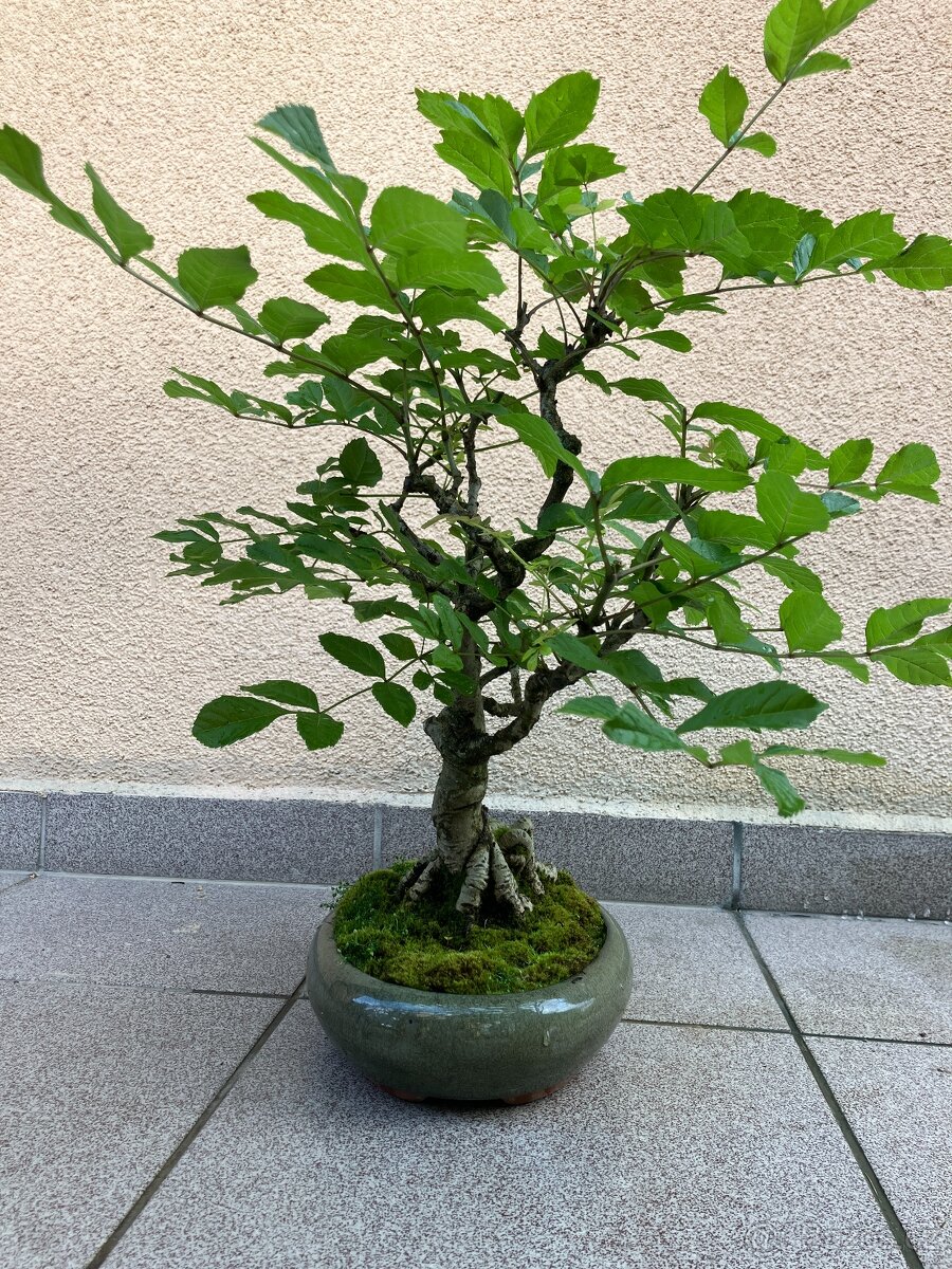 Bonsai, Bonsaj, jasan ztepilý - 4
