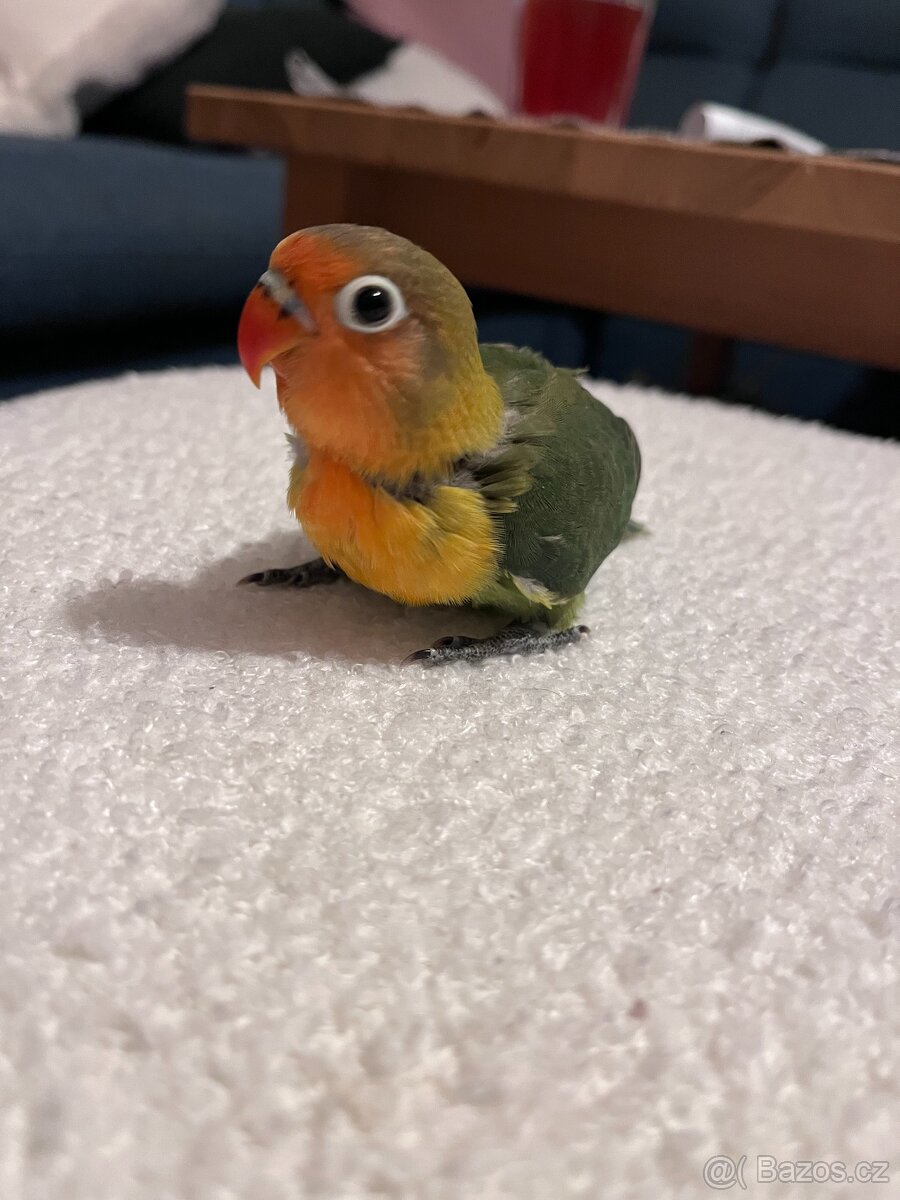 Agapornis Fischeri - 4