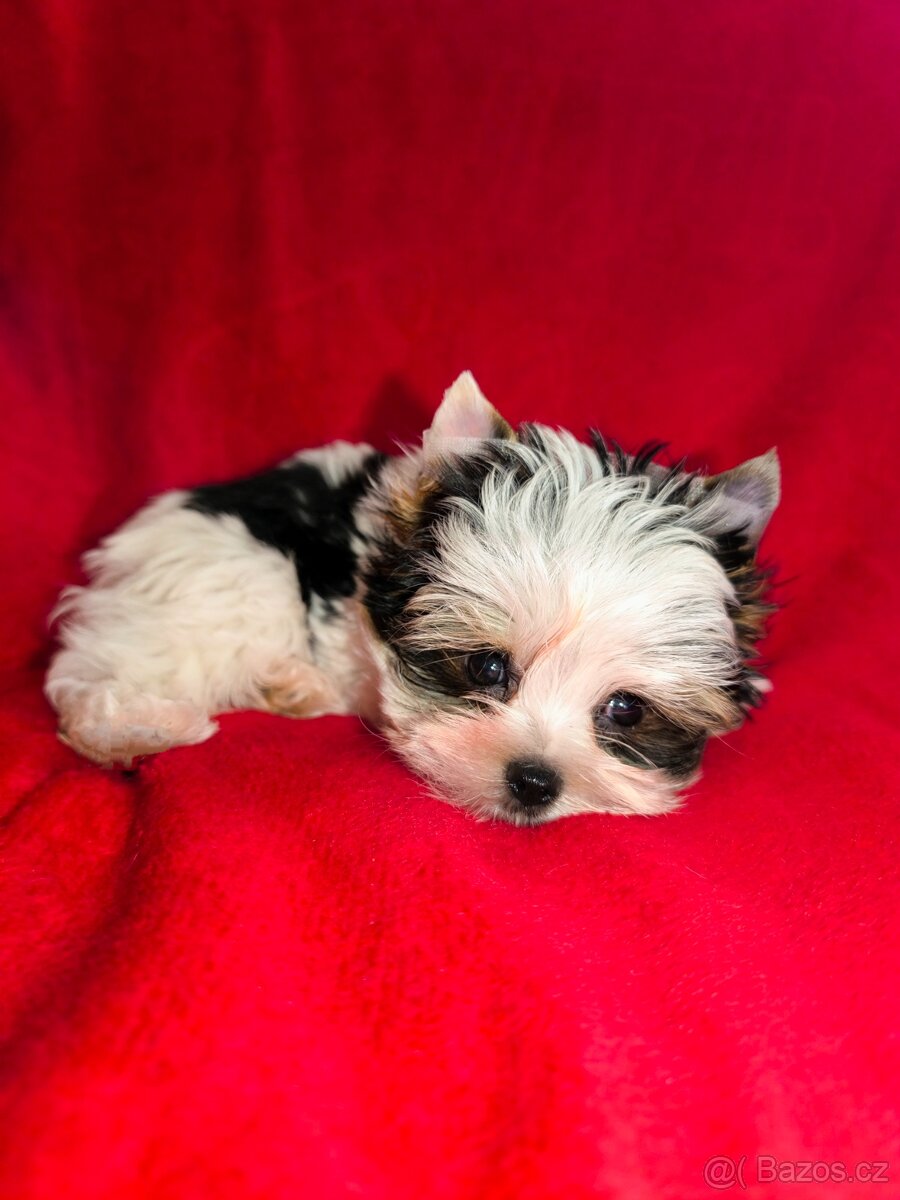 Biewer Yorkshire teriér - 4