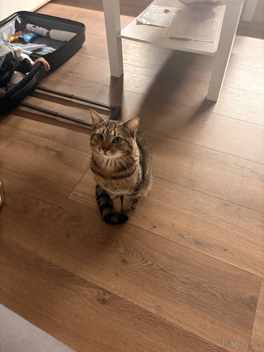 Kocour Pipin - 4
