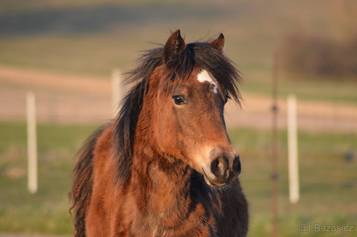 Welsh cob - klisna - 4