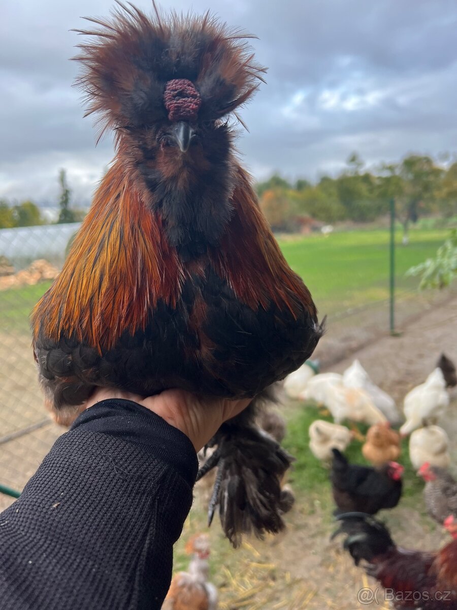 Hedvábničky kohouti - 4